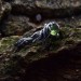 Twilight Silver Ring with Emerald Glow