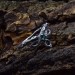 Whisper of the Forest: Elven Gothic Emerald Ring