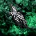 Gothic Silver Ring with Thistle-Inspired Design