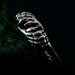 Handcrafted Lion's Paw Sterling Silver Ring – Artisan Animal Jewelry for Men and Women