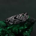 Echo of Eternity: Gothic Skull Band