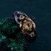 Citrine & Peridot Branch Ring - Nature-Inspired Unique Engagement Ring