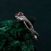 Serpentine Embrace Ring: Twisted and Entwined Snake Band