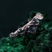 Whispers of Dusk: Gothic Leaf Sapphire Ring