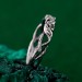 Silver Forest Fairy Ring: Whimsical Vine and Willow Leaf Design